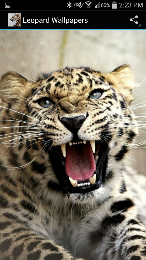 Leopard Wallpapers - Android Apps on Google Play