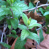 Wild Mint Herb