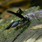 avispa - Solid Wasp