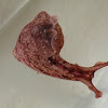 Aplysia, sea slug