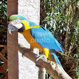 daphne by Debbie Theobald -  