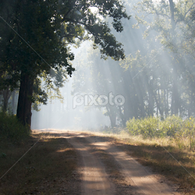 Morning in Kanha by Milind Lele - Landscapes Forests