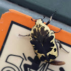 Harlequin Flower Beetle