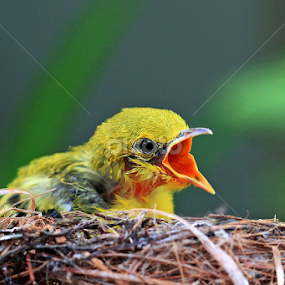 by Benny Sugiarto Eko Wardojo - Animals Birds