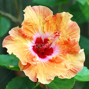 Hibiscus by Timothy Carney - Flowers Single Flower