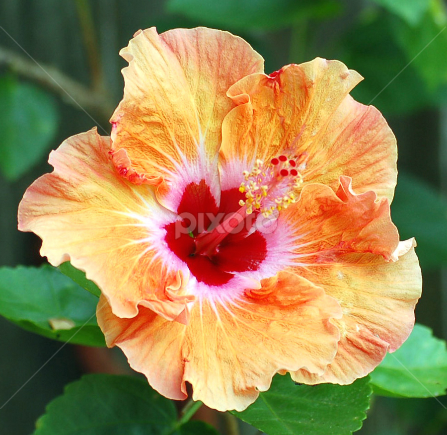Hibiscus by Timothy Carney - Flowers Single Flower