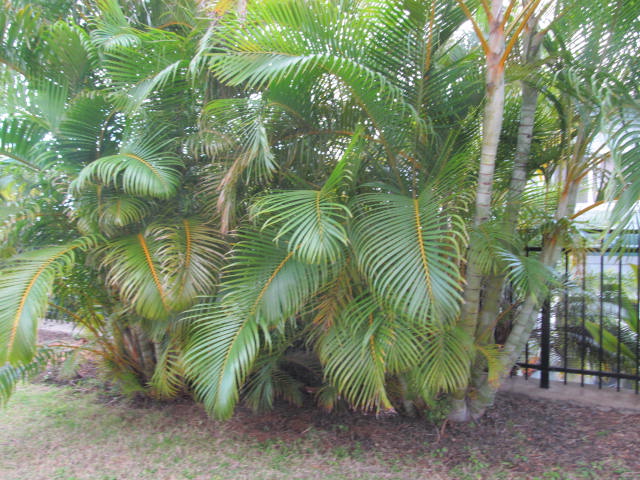Golden Cane Palm