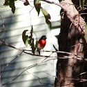 Scarlet breasted robin