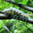 White marked tussock moth caterpillar