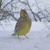 Yellowhammer