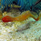 Plume Shrimp