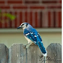 Blue jay