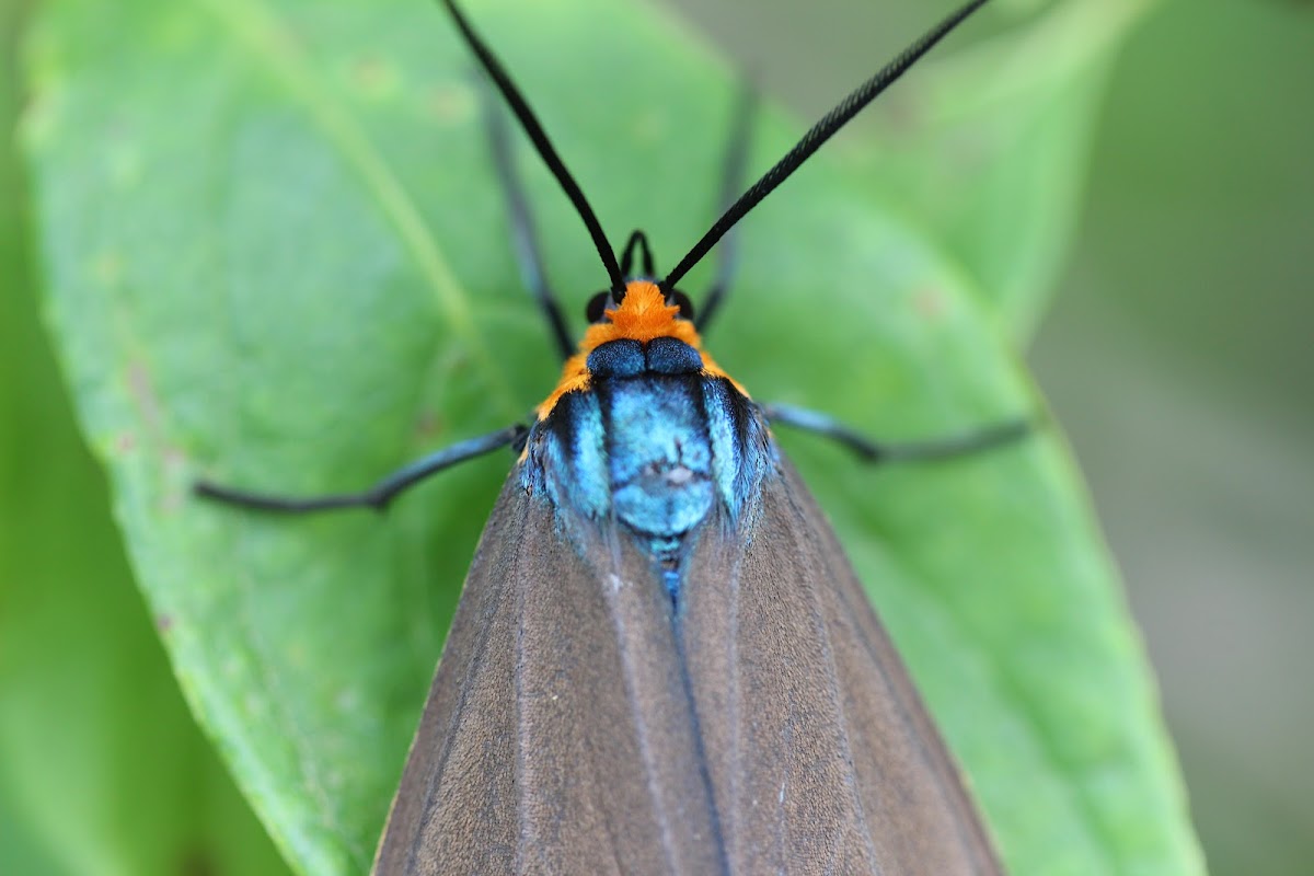 Virginia ctenucha Project Noah