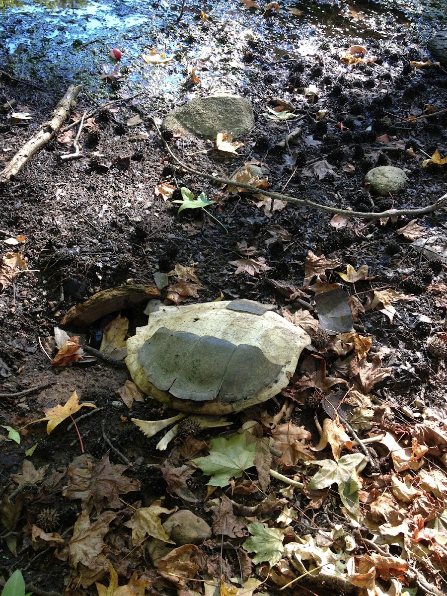 Common snapping turtle (shell)