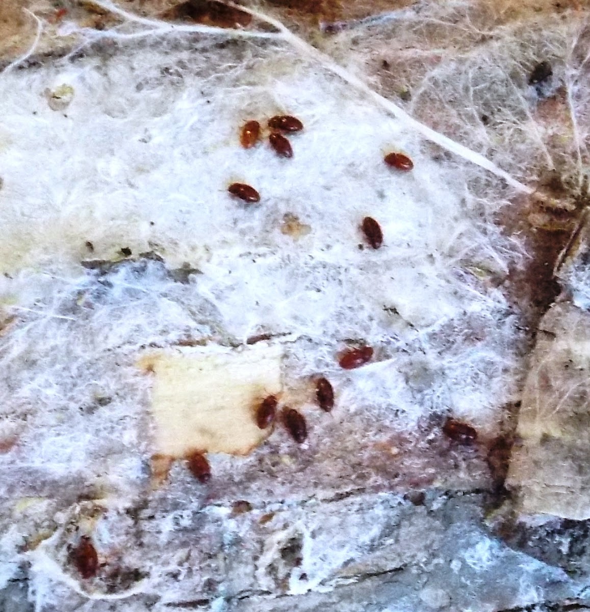 Round Fungus Beetles