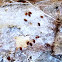 Round Fungus Beetles