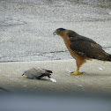 Cooper's Hawk