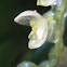 Orquídea Stelis