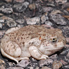 Mexican spadefoot toad