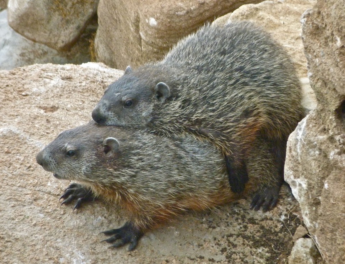 Groundhogs (mating)