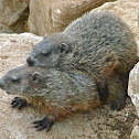 Groundhogs (mating)