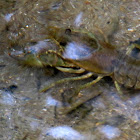 Calico crayfish