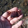 NZ common rock crab