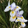 White Fairy Iris