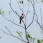 Red-cowled cardinal
