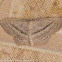 Slender-sand Wave Moth