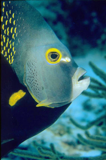 tropical-fish-Aruba3 - Snorkelers and scuba divers visit Aruba for the undersea sights.