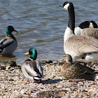 Mallards