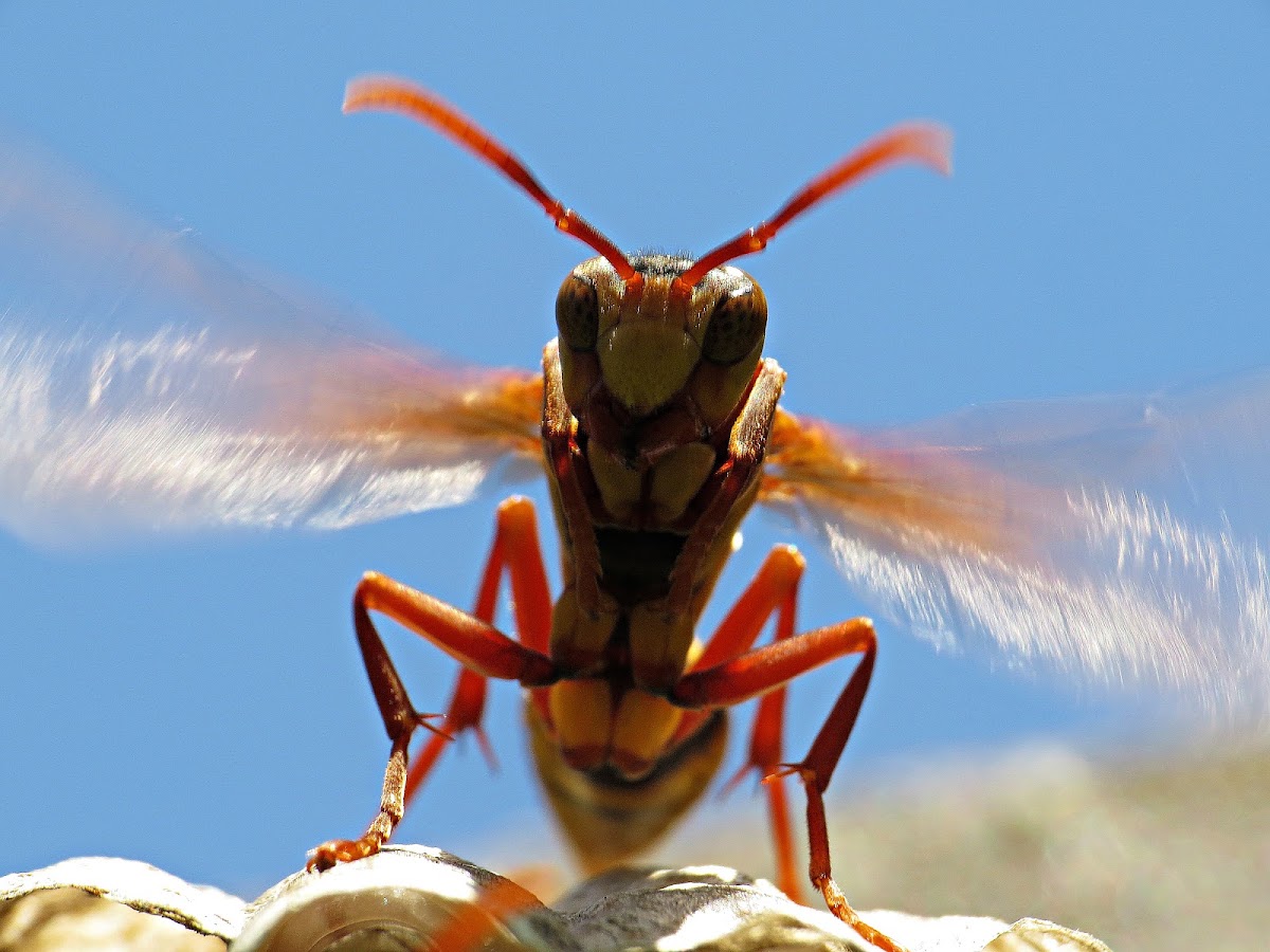 Vespa - wasp
