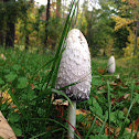 Shaggy Inkcap