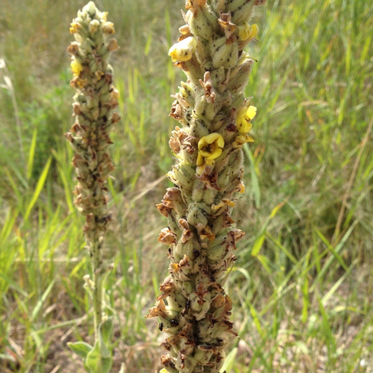 Great or common mullein