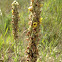 Great or common mullein