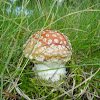 Fly Agaric