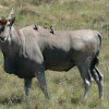 Eland (with oxpeckers)