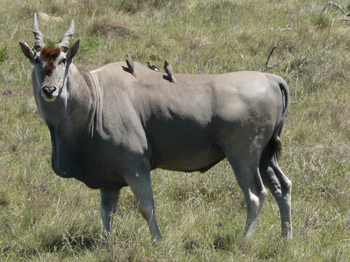 Eland (with oxpeckers)