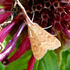 Garden webworm moth