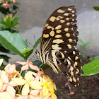 Citrus swallowtail