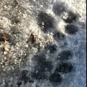 Dog tracks