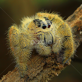 spider by Dwi Agung - Animals Insects & Spiders