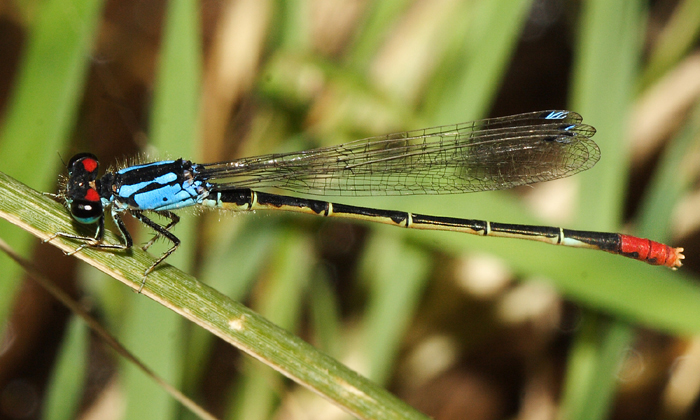 Painted Damsel