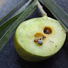 Wattle Apple (gall wasp)