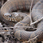 Northern Water Snake