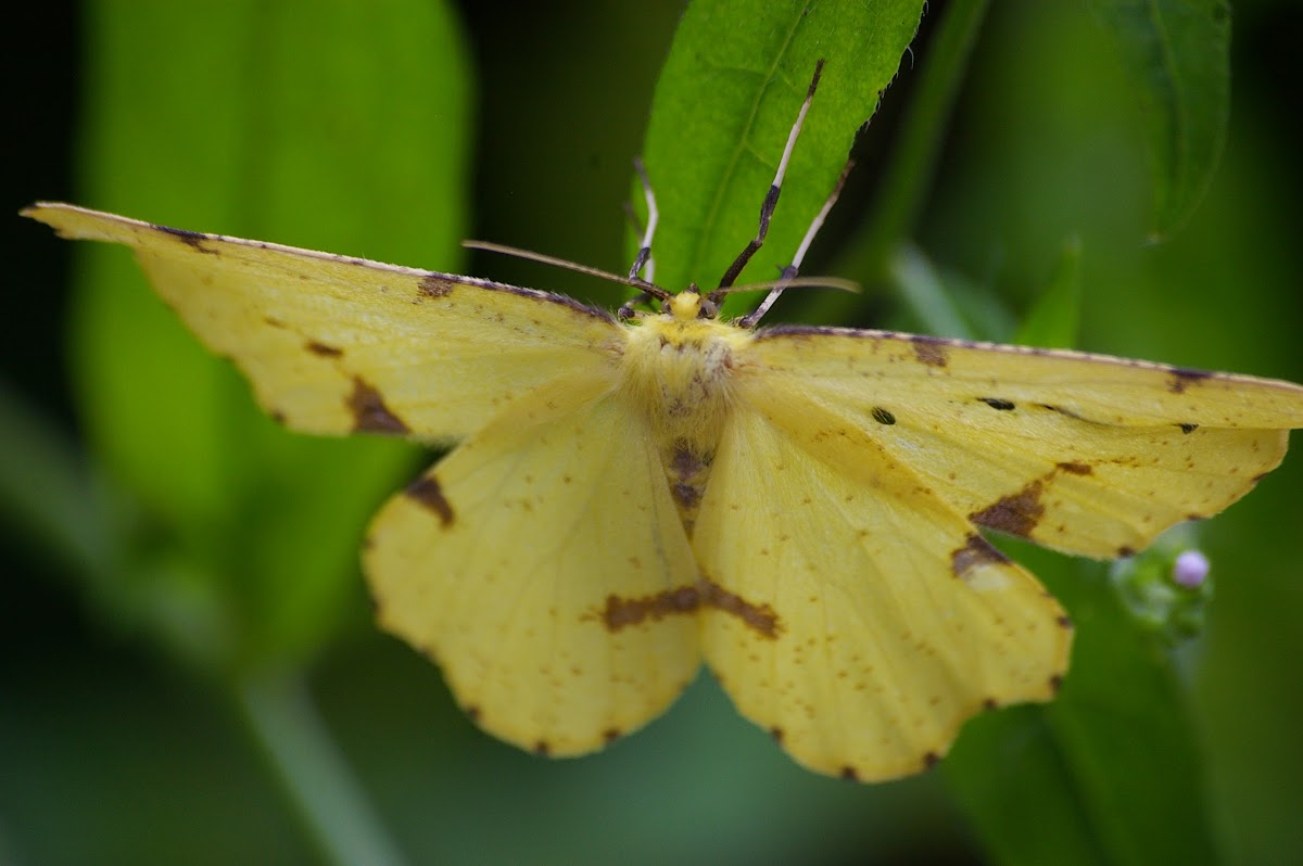 False Crocus Geometer