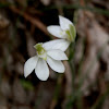 White Caladenia
