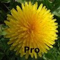 Alaska’s Wild Flowers Pro logo