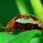 Sumac Flea Beetle
